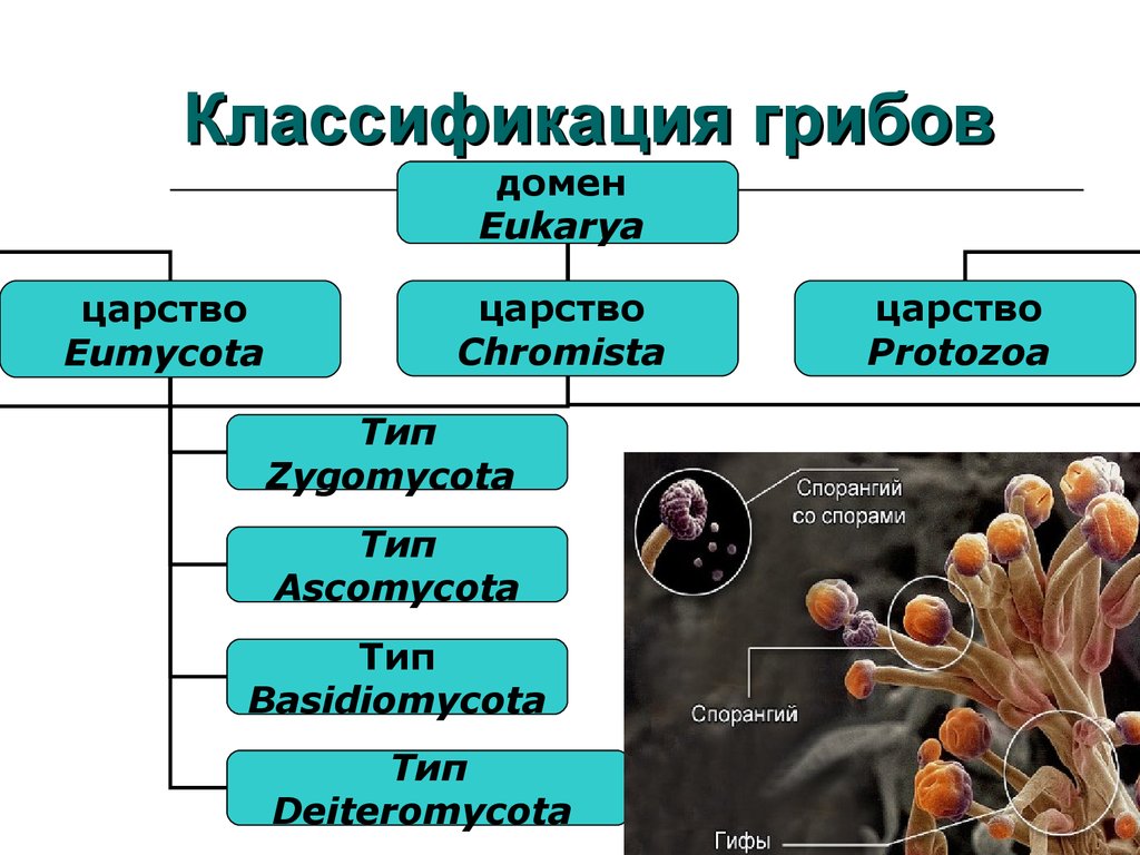 К какому веществу относятся грибы. Царство грибы схема. Грибы микробиология классификация. Систематическая классификация грибов. Царство грибов классификация схема.