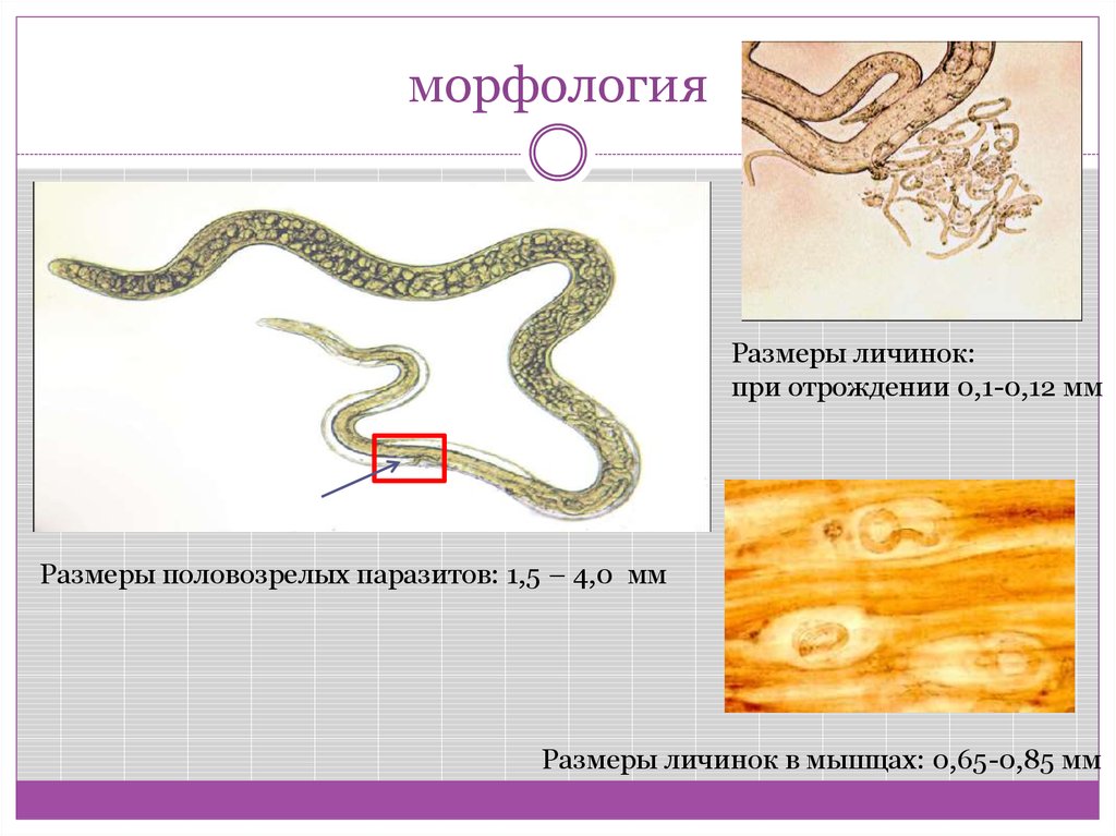 Размеры личинок