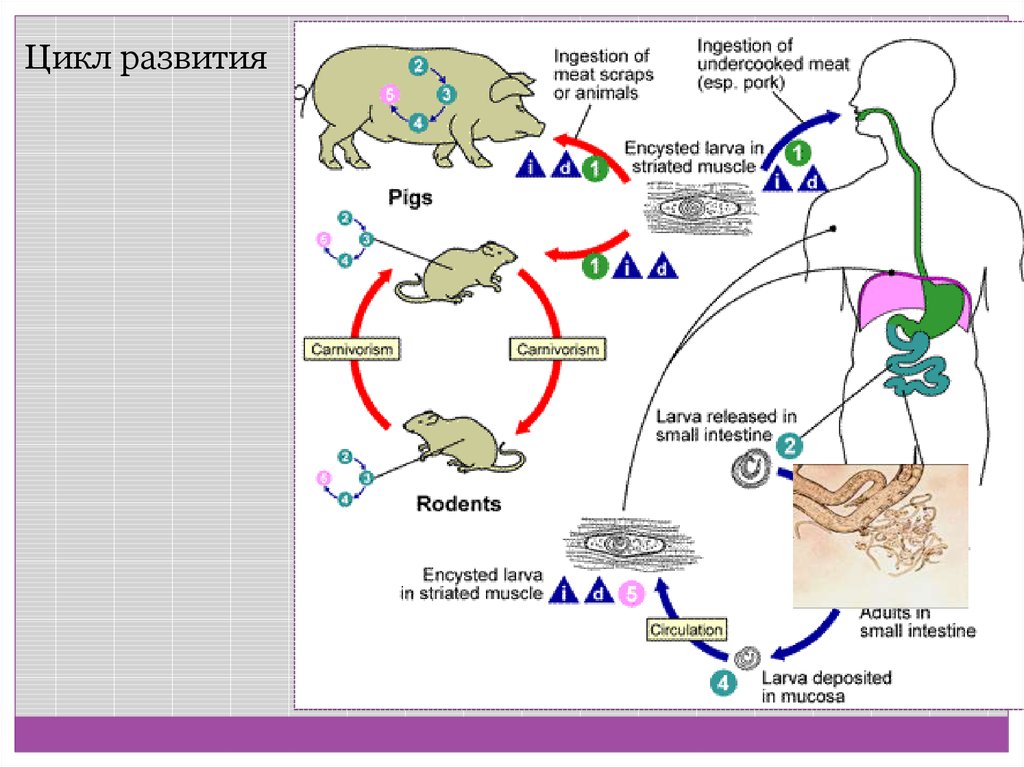 Циклы развития человека. Metagonimus yokogawai жизненный цикл. Цикл развития. Цикл развития животных. Все циклы развития.