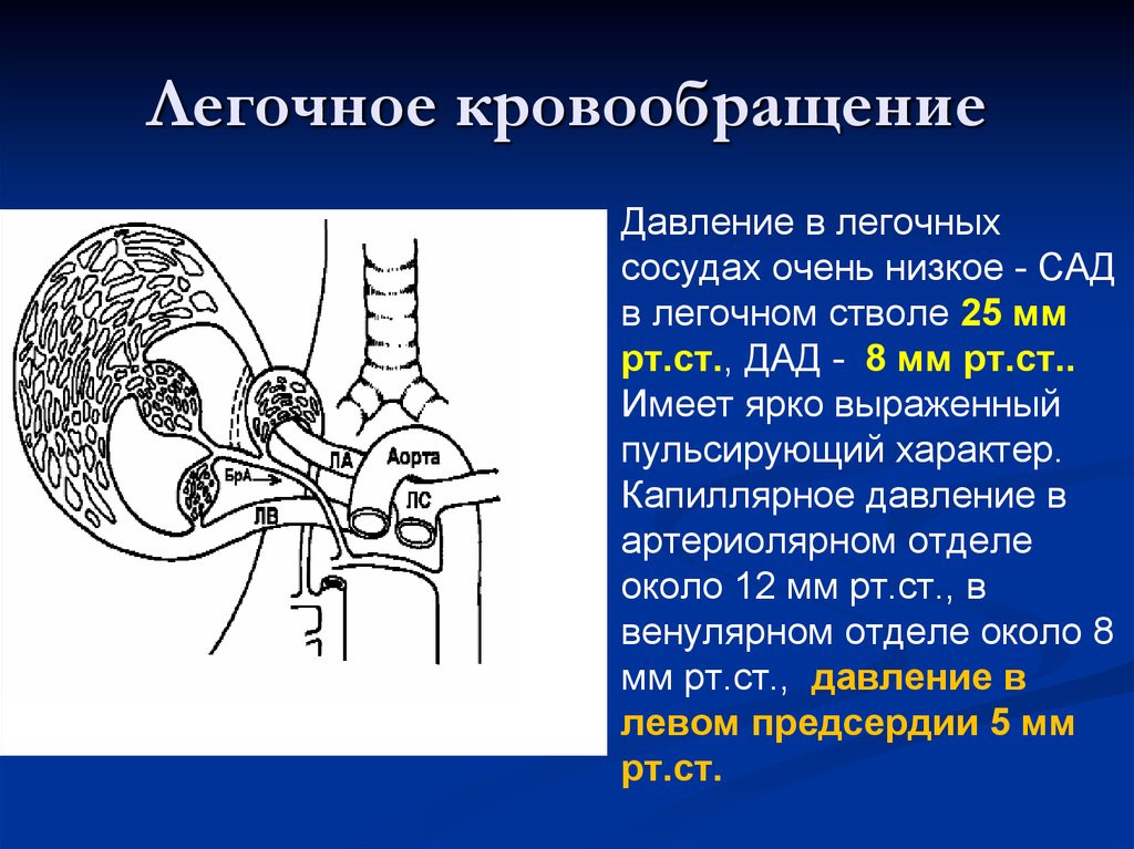 Особенности легочного кровообращения