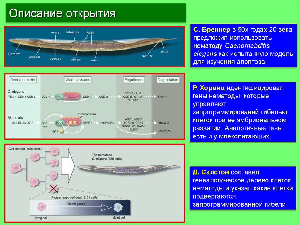 Описание открытия. Caenorhabditis elegans исследование апоптоза. Апоптоз Caenorhabditis. Открытие и описание новых видов болезней.