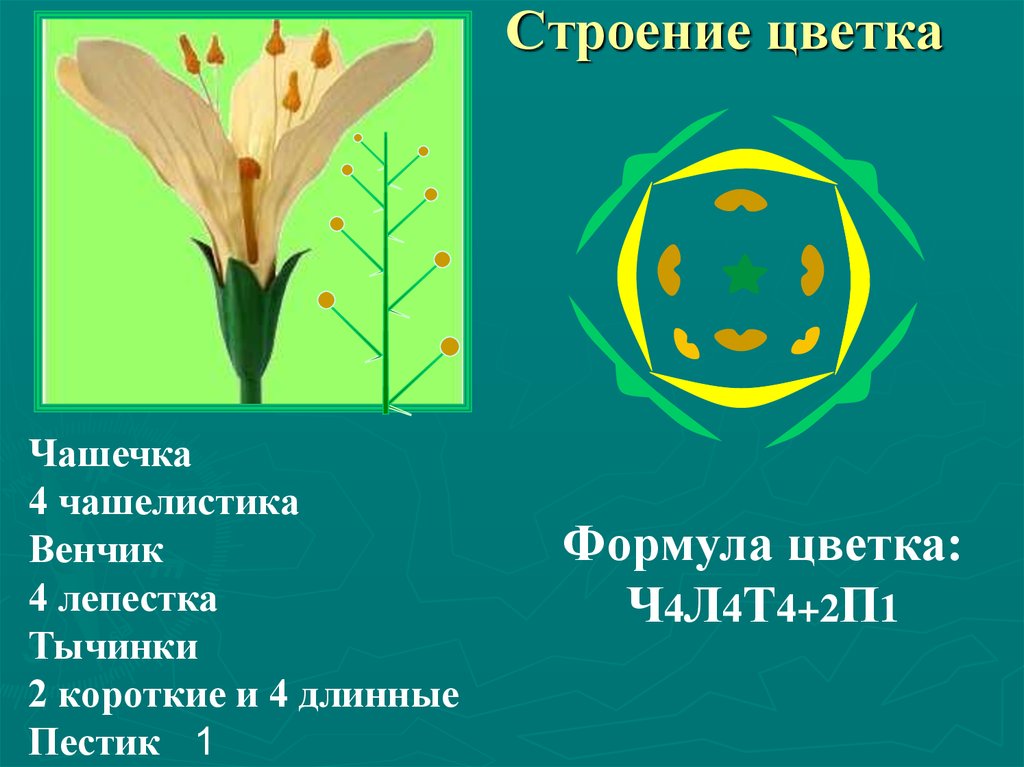 Формула цветка крестоцветных диаграмма