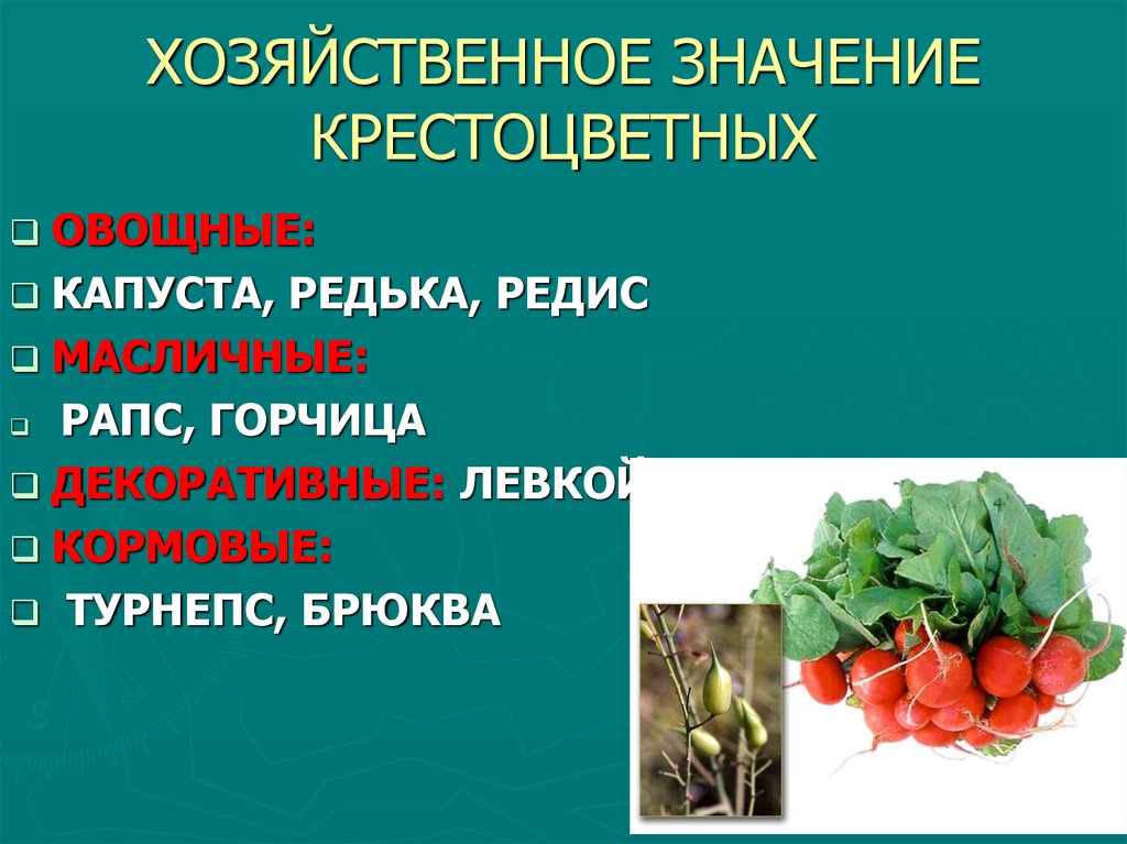 Семейство крестоцветные презентация 6 класс биология