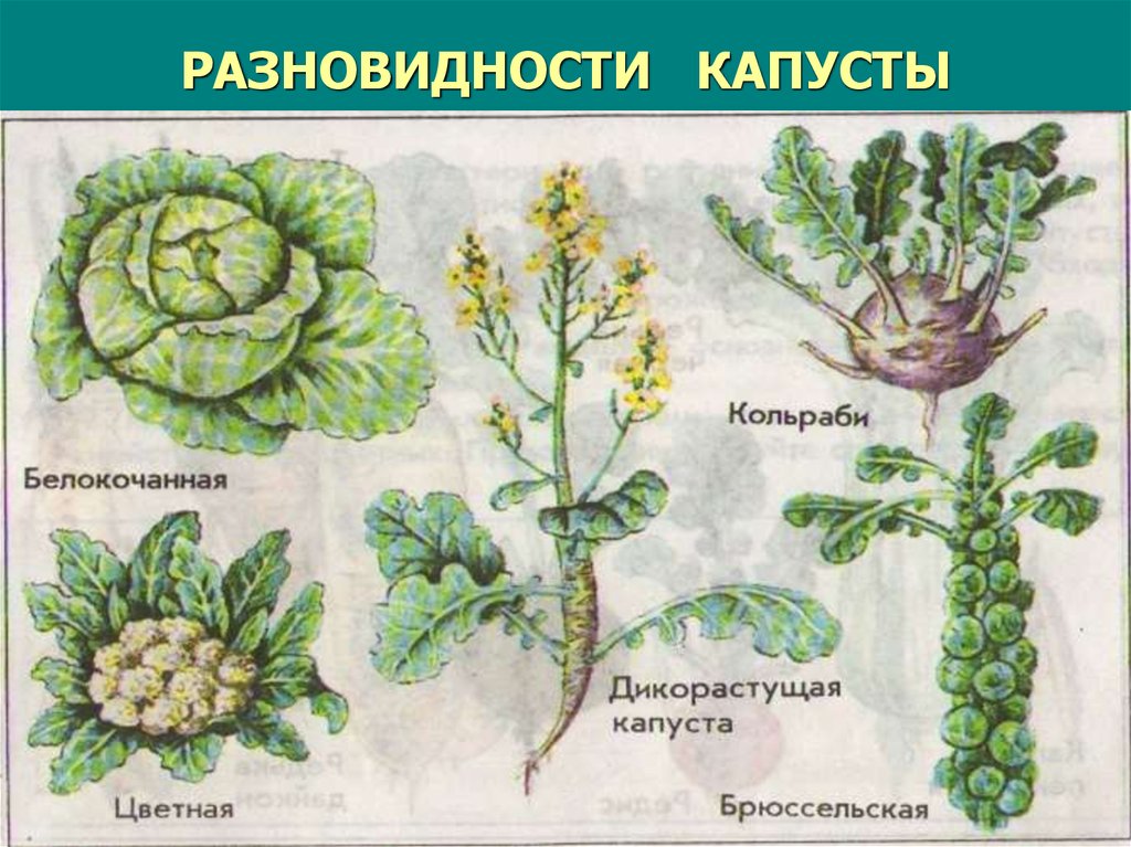 Капуста группа организмов. Крестоцветные капустные. Капуста семейство крестоцветные. Брокколи семейство крестоцветные. Крестоцветные растения цветная капуста.