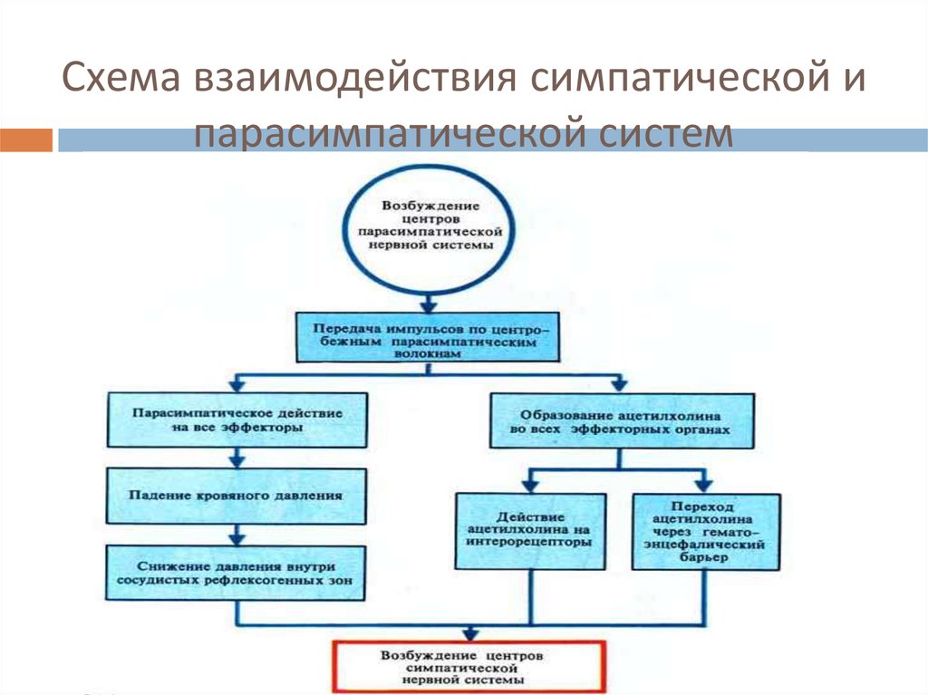 Симпатические взаимодействия иваново. Взаимодействие между отделами вегетативной нервной системы. Пример взаимодействия симпатической и парасимпатической подсистем. Взаимоотношения с симпатической и парасимпатической системой. Примеры симпатической системы примеры.