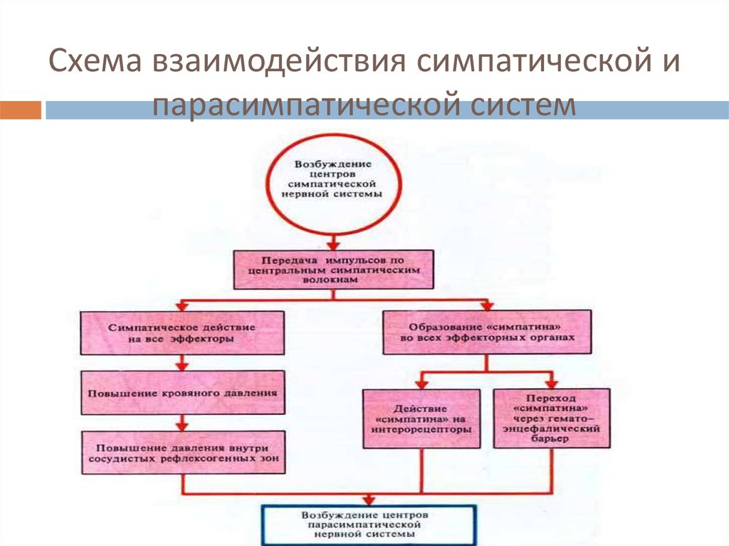 Уменьшение активности симпатической нервной системы