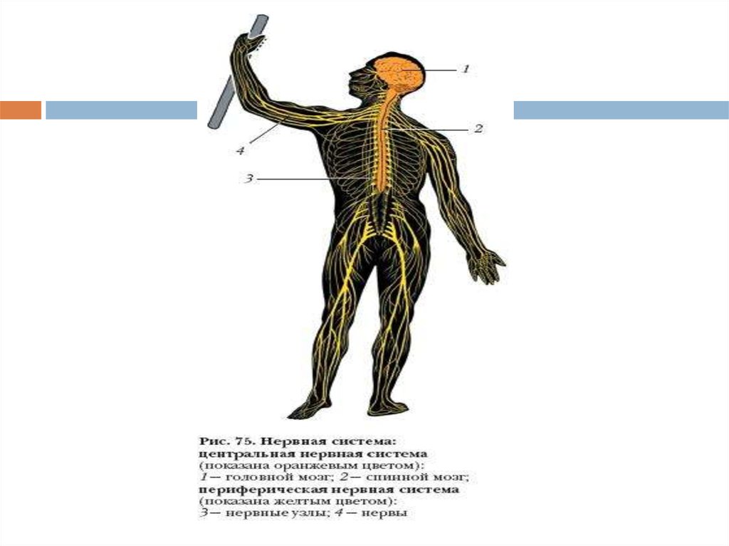Биология 8 класс автономный отдел нервной системы. Соматический и автономный (вегетативный) отделы нервной системы. Нервные узлы рисунок. Учебник биологии нервная система. Периферическая нервная система вектор.