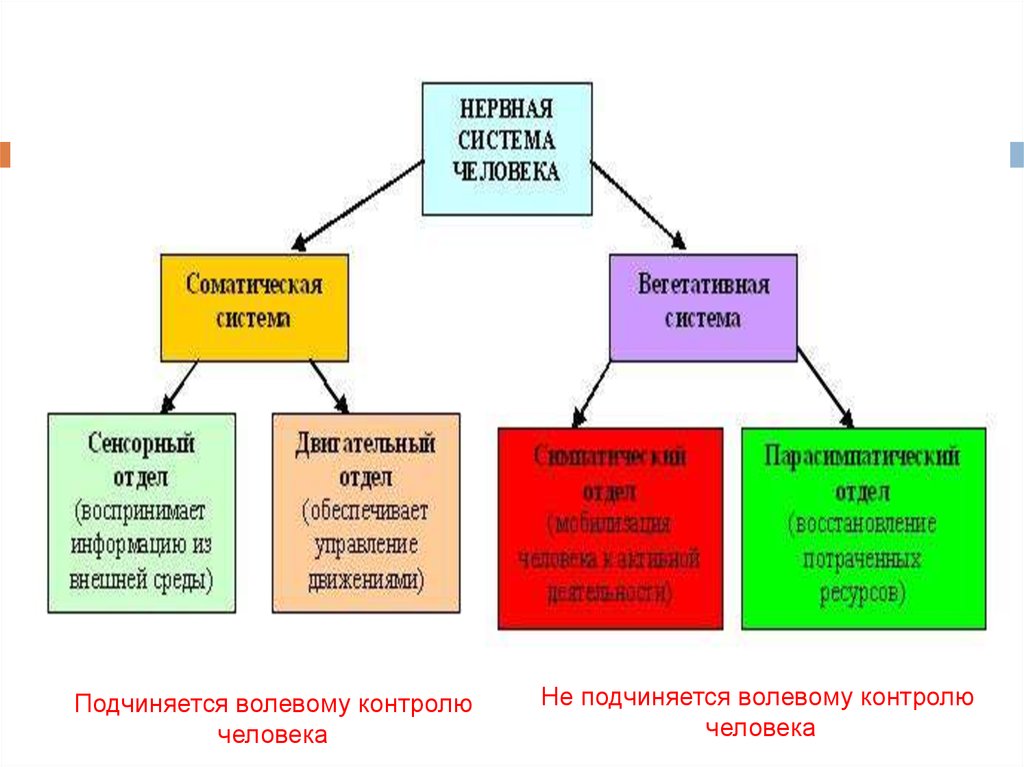 Соматическая нервная система презентация