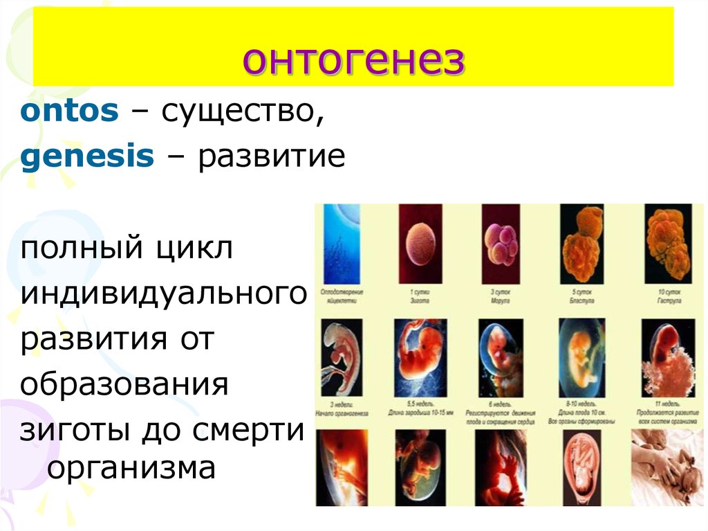 Что такое моторный онтогенез