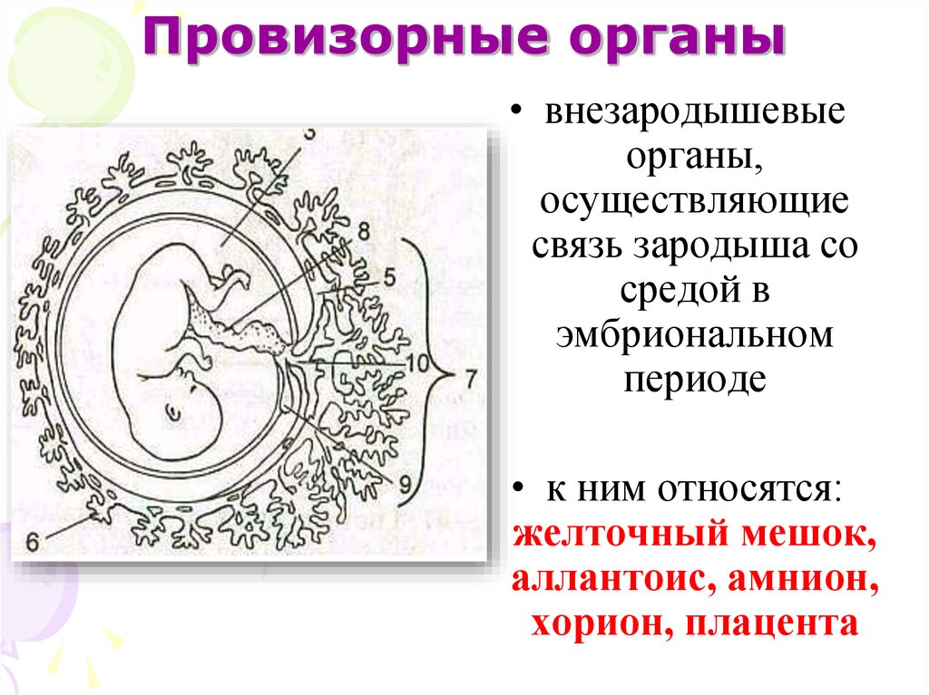 Зародышевые оболочки и провизорные органы