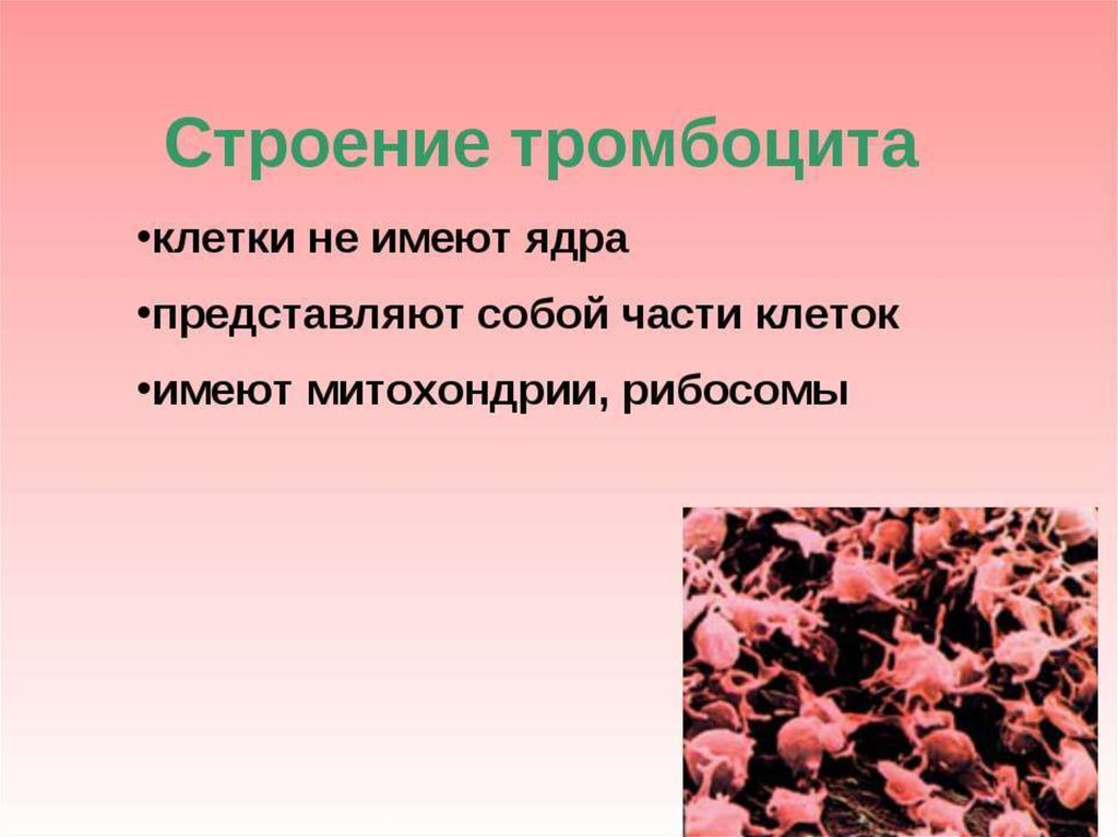 Строение тромбоцитов. Тромбоциты строение и функции. Строение тромбоцитов в крови. Тромбоциты строение состав функции. Тромбоциты особенности строения и функции.