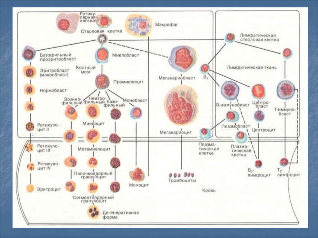 Созревание клеток костного мозга. Энергонная структура крови. Структура системы крови. Строение функций системы крови. Энергоновая система крови.