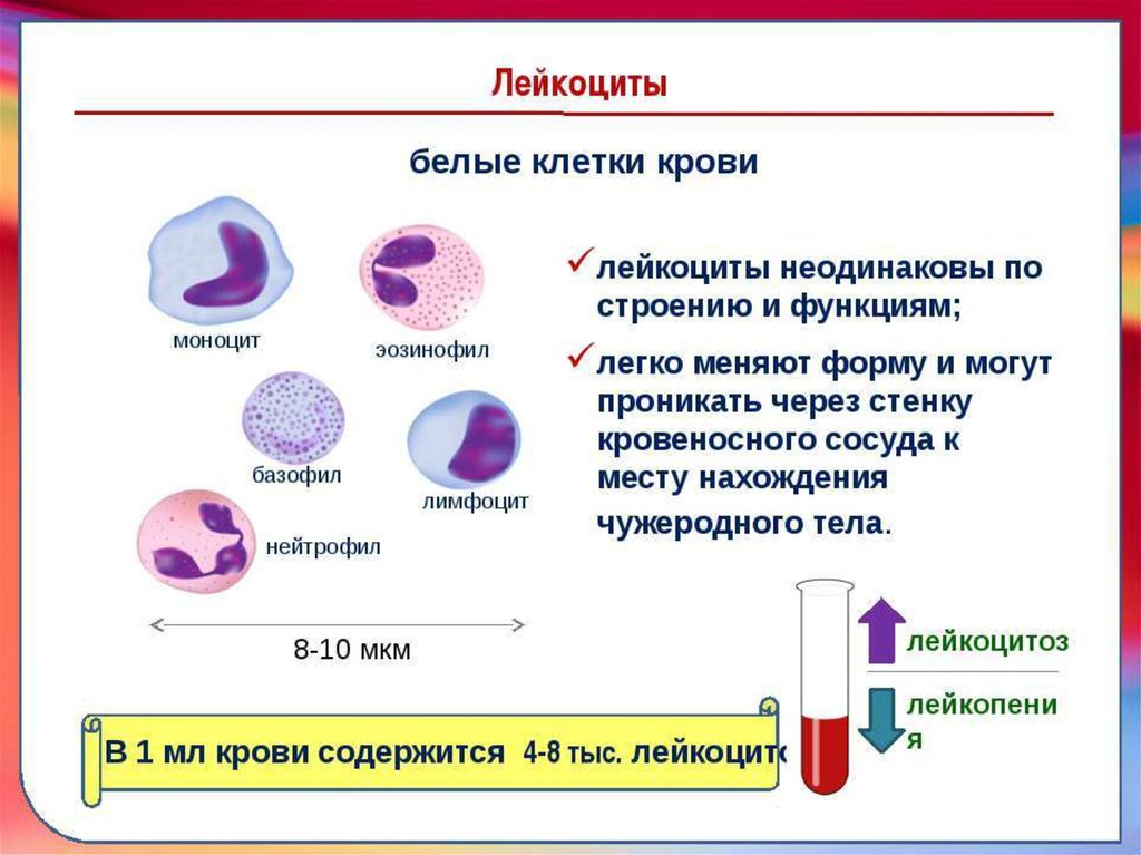 Схема белых клеток крови