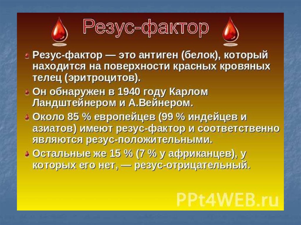 Результат резус фактор