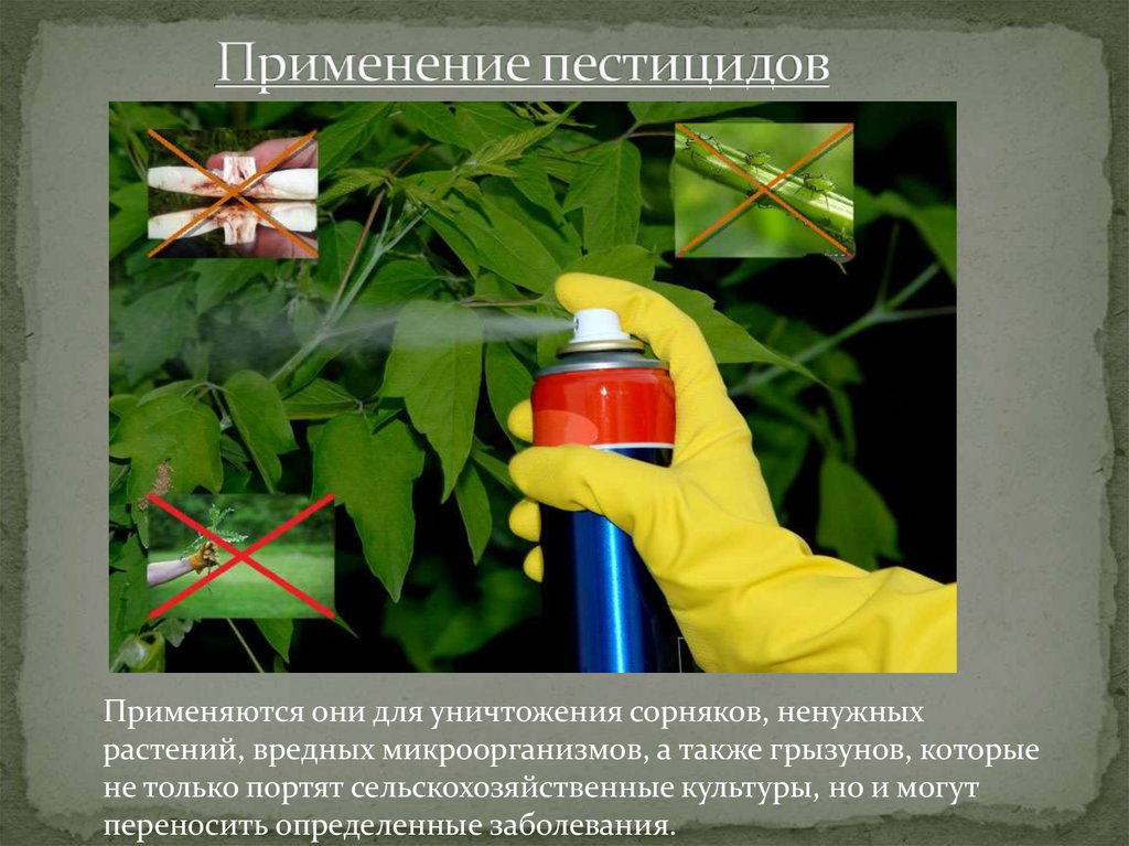 Способы переработки растений. Пестициды. Средства защиты растений пестициды. Применение пестицидов. Способы применения инсектицидов.