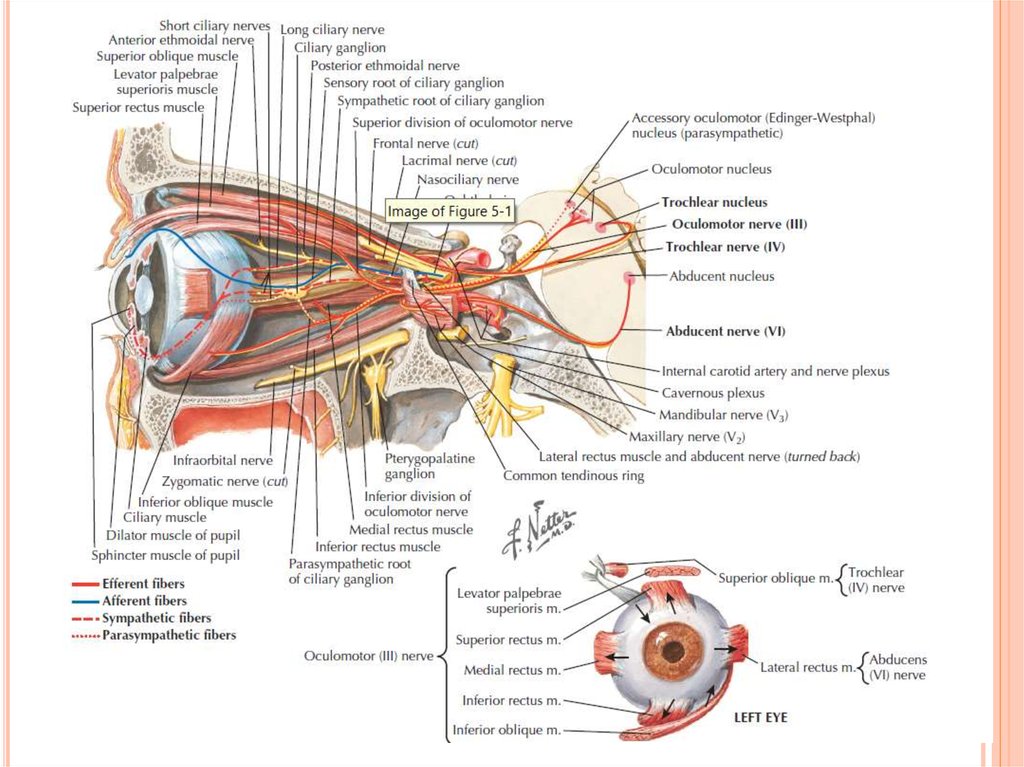 Двигательные нервы глаза. Глазодвигательный нерв Неттер. Блоковый нерв схема. Блоковый нерв анатомия схема. III пара черепных нервов – глазодвигательный нерв.