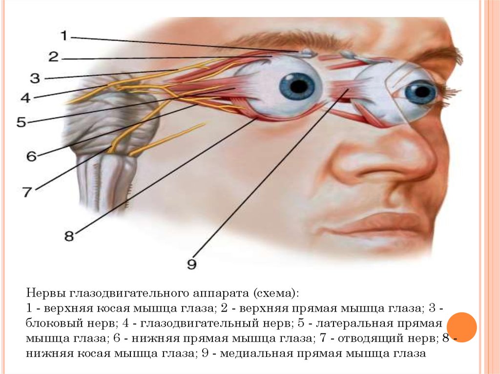 Глазодвигательный нерв мышцы. Мышцы глаза анатомия иннервация. Глазодвигательный нерв анатомия схема. Блоковый нерв анатомия схема. Иннервация мышц глаза схема.