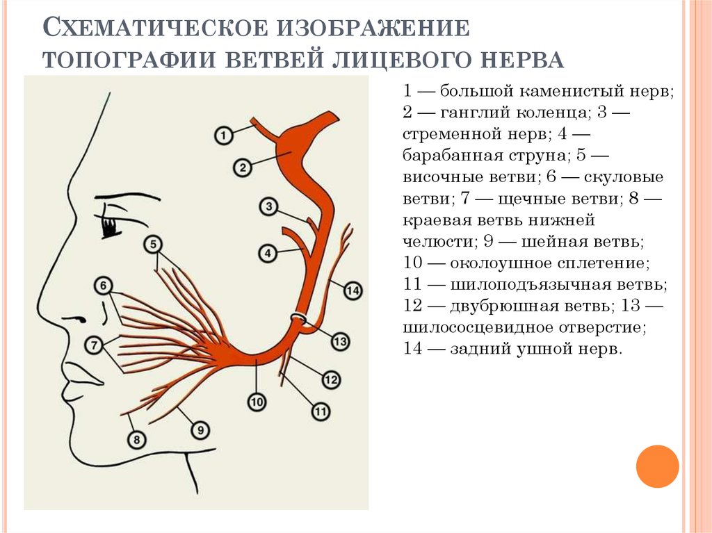 3 лицевой нерв. Тройничный и лицевой нерв схема. Иннервация ветвей тройничного нерва. Тройничный нерв расположение ветвей схема. Иннервация тройничного нерва схема.