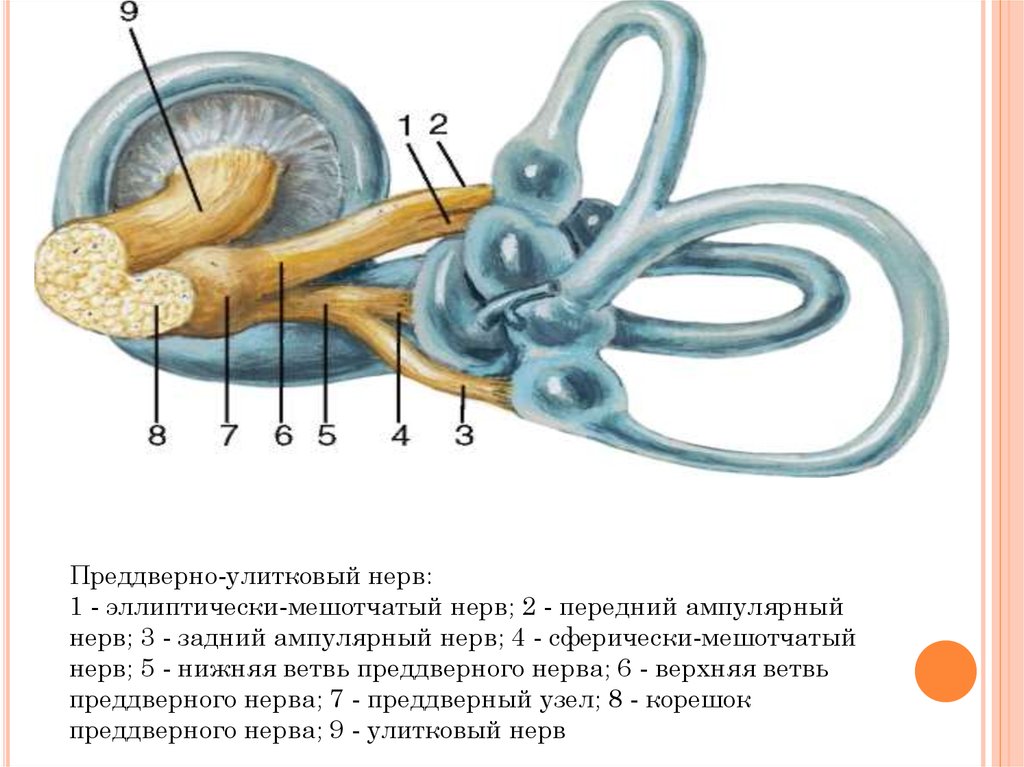 Строение вестибулярного нерва. Преддверно-улитковый нерв схема. Преддверно-улитковый нерв анатомия схема. VIII – преддверно-улитковый поражение. Преддверно-улитковый нерв функции.