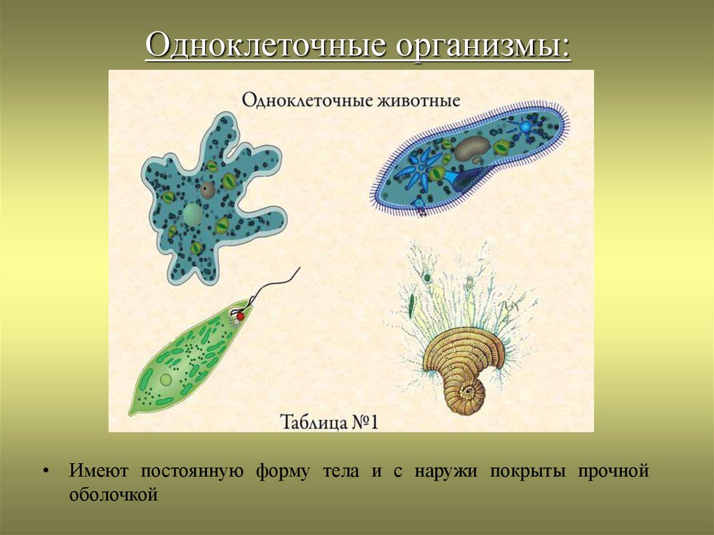Самый простой одноклеточный организм. Одноклеточные организмы. Одноклеточное животное. Одноклеточные организмы животные. Одноклеточные организмы форма тела.