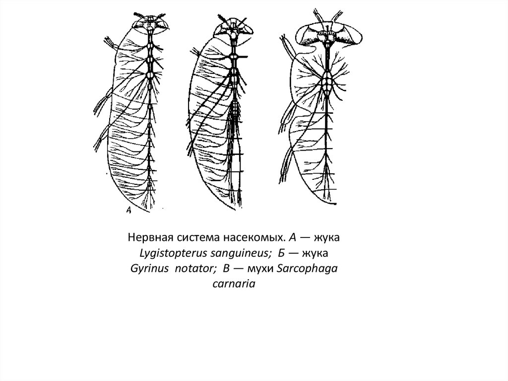 Нервная система насекомых. Нервная система насекомых схема. Схема строения Узловой нервной системы насекомого. Нервная система Жуков. Нервная система жука.