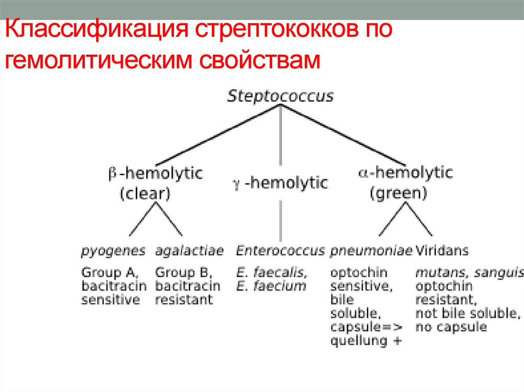 Гемолитический латынь. Классификация стрептококков по серогруппам. Классификация Лансфилд стрептококков. Классификация стрептококков по гемолизу. Стрептококки классификация микробиология.