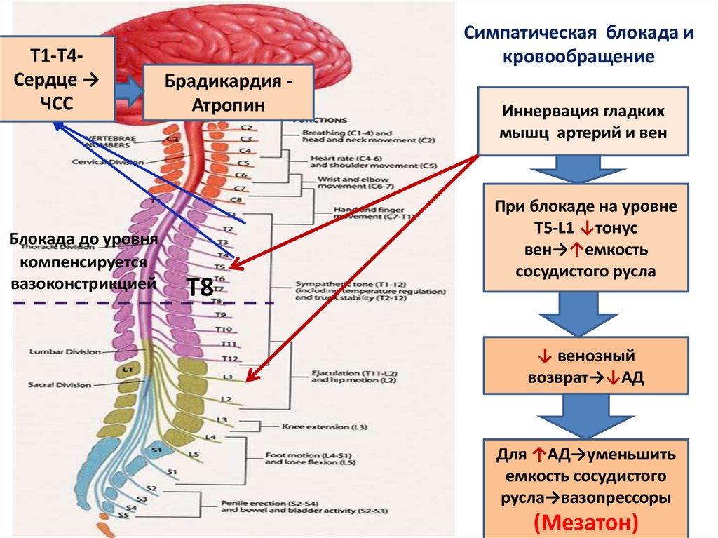 Расстройства иннервации. Блокада симпатической нервной системы. Иннервация туловища. Шейная симпатическая блокада. Иннервация органов от позвоночника.