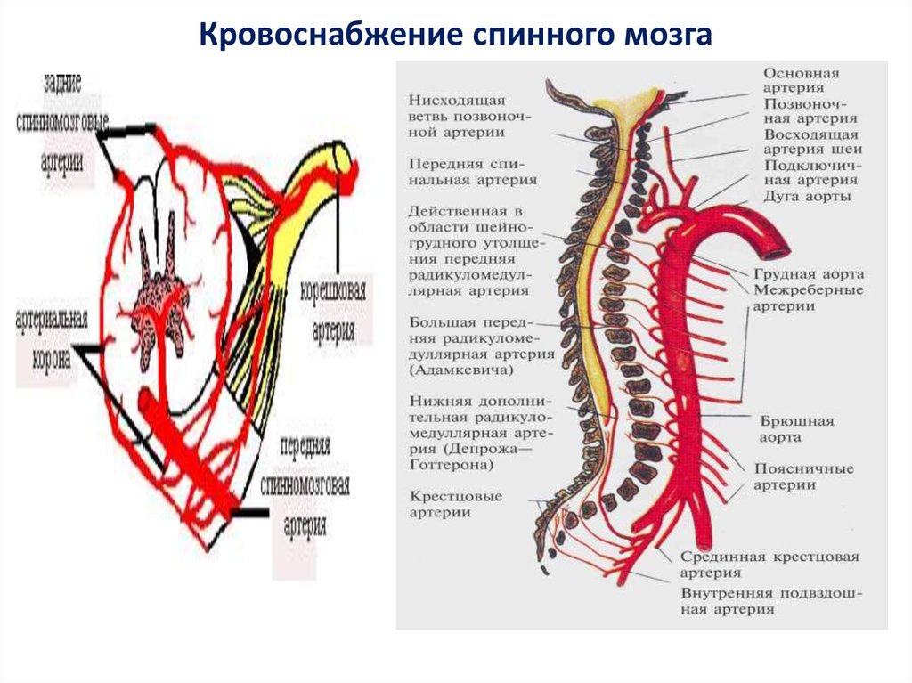 Спинальный кровообращение. Схема кровоснабжения головного и спинного мозга. Задняя спинномозговая артерия анатомия. Кровеносная система спинного мозга. Кровоснабжение спинного мозга анатомия схема.
