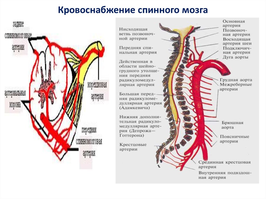 Артерия адамкевича. Схема циркуляции спинного мозга. Кровеносная система спинного мозга. Схема кровоснабжения головного и спинного мозга. Артерия Адамкевича анатомия.