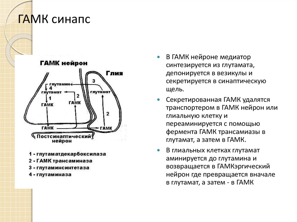 Гамк. ГАМК эргический синапс. ГАМК-ергическая система. ГАМК ергическое торможение. Механизм ГАМК.