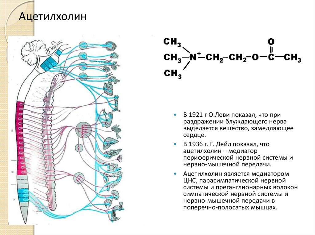 Ацетилхолин сердце сокращение