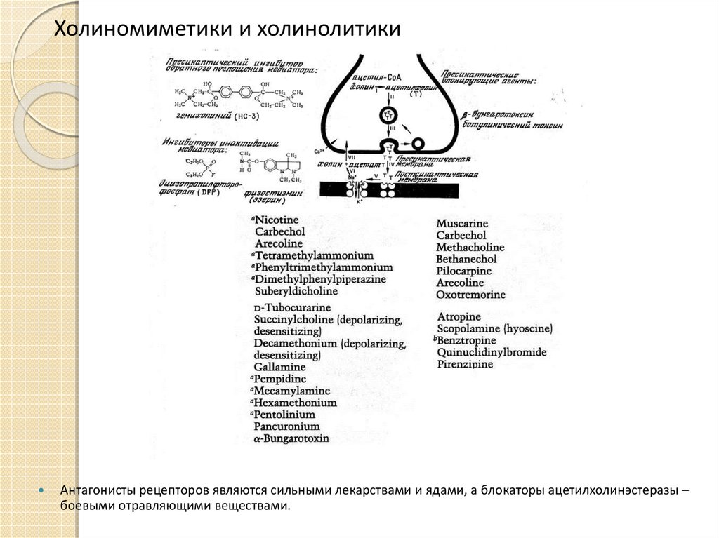 Холинолитики механизм действия. Холинолитики и холиномиметики. М холинолитики и м холиномиметики. Холиномиметики схема. Холиномиметики и холинолитики разница.