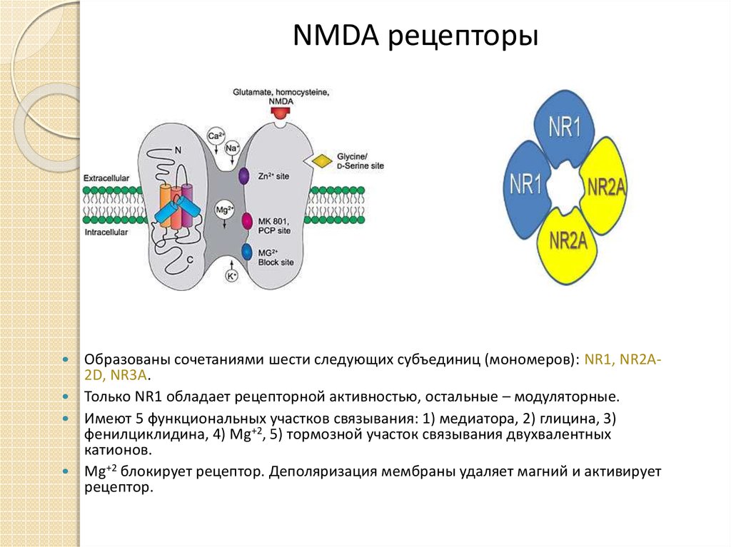 NMDA рецепторы