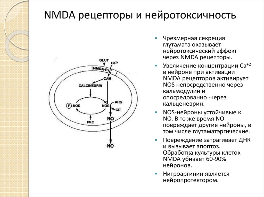 Nmda рецепторы это