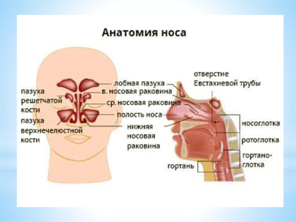 Гайморовы пазухи 3d модель