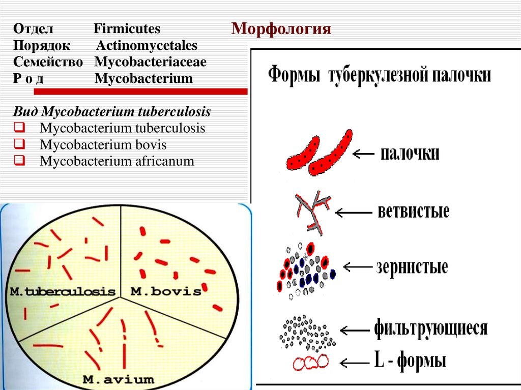 Строение микобактерии туберкулеза схема