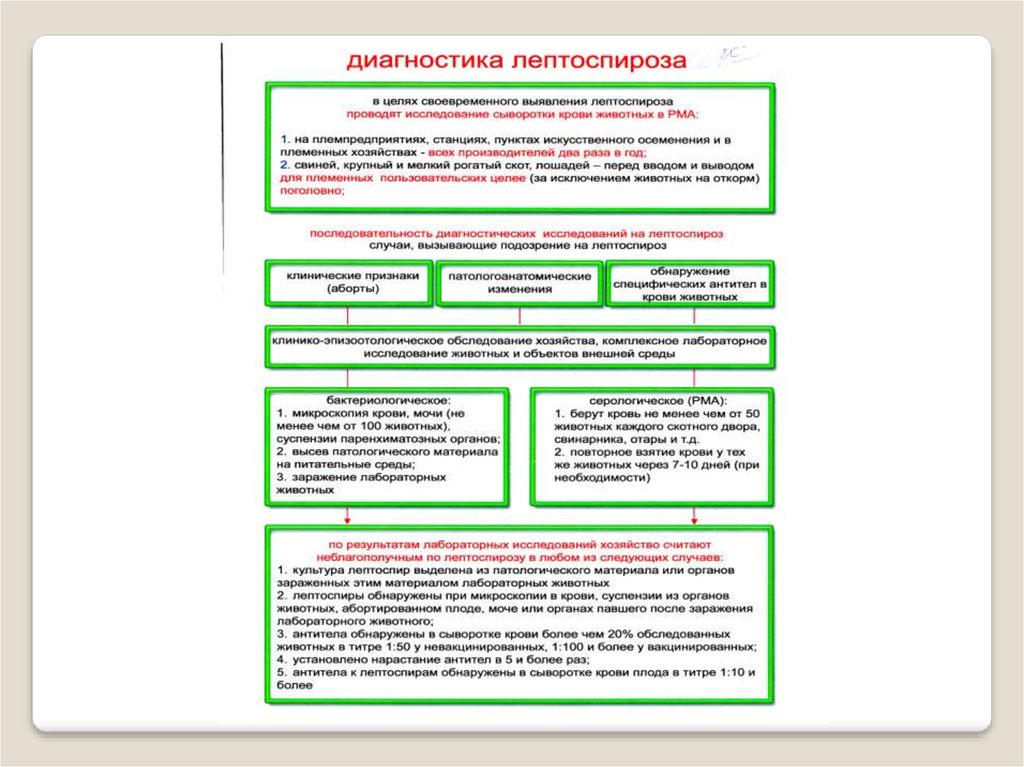 План обследования при лептоспирозе