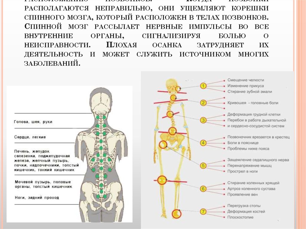 Лабораторная работа осанка и плоскостопие 8 класс