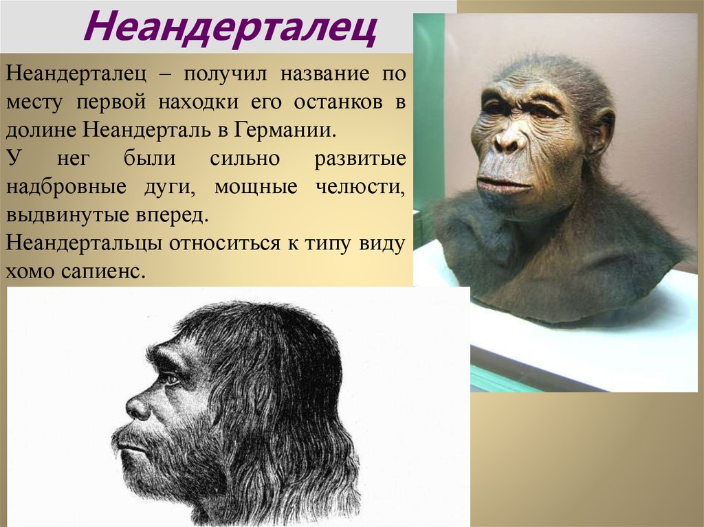 Древнейший человек появился на территории. Неандерталец и хомо сапиенс. Неандерталец биология 5 класс. Неандерталец и человек разумный.
