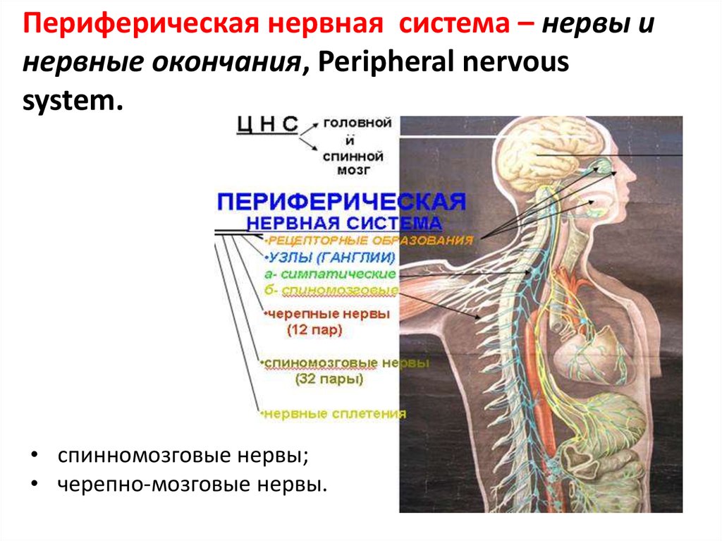 Периферические нервы и сплетения. Лимфатическая система головного мозга.