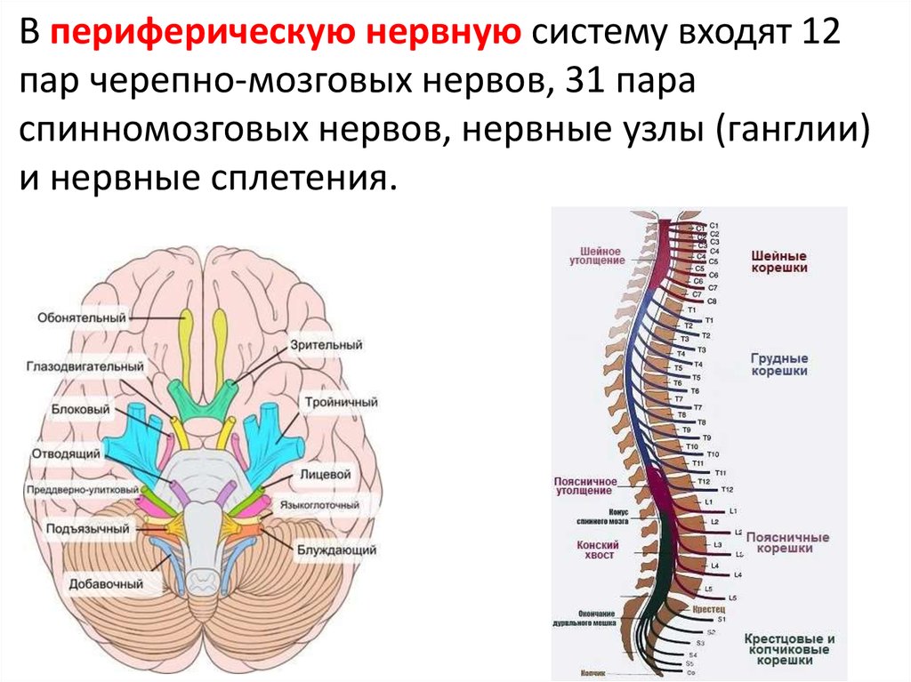 Головной мозг и нервы образуют. Периферическая нервная система строение ветви спинномозговых нервов. ЦНС 12 пар нервов. Нервные узлы головного мозга.