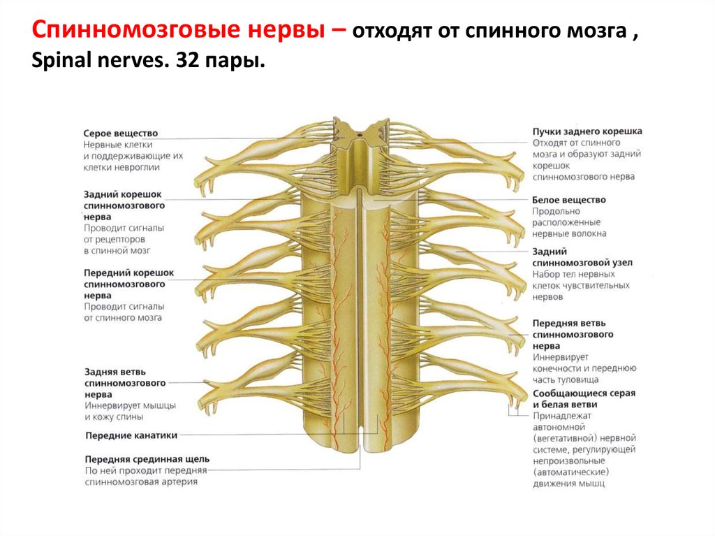 Нервная система - презентация онлайн