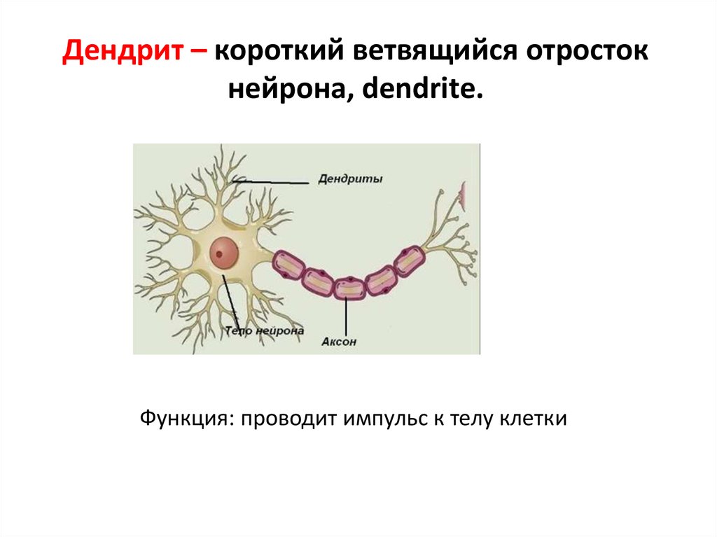 Дендрит короткий и сильно ветвится