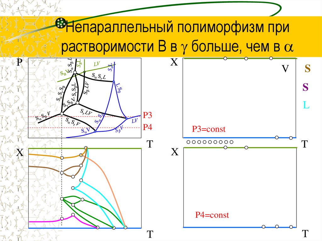 12 полиморфизмов