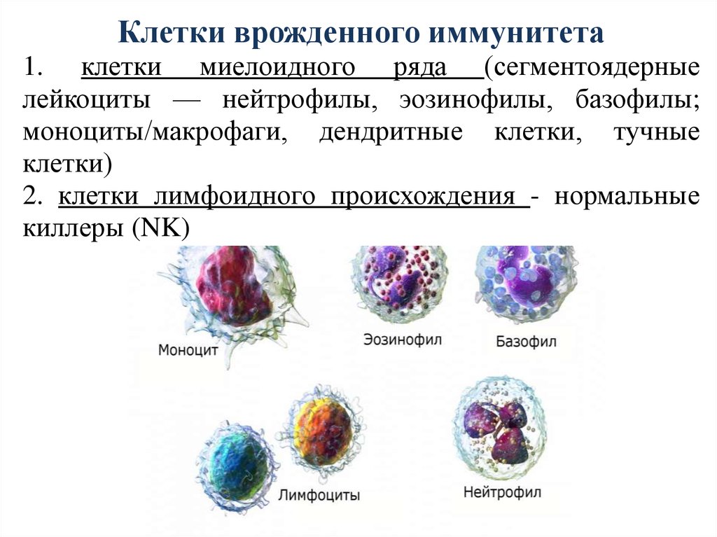 Лейкоциты нейтрофилы эозинофилы. Клетки врожденного иммунитета иммунология таблица. Клетки врожденного иммунитета иммунология характеристики. Лимфоциты врожденного иммунитета. Клетки врожденного иммунитета и их функции.