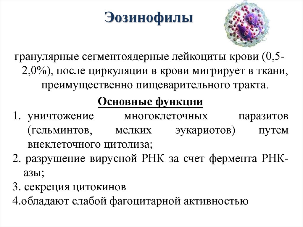 Сегментоядерные. Современное представление об иммунитете. Врождённый иммунитет к гепатиту а. Гранулярные эозинофилы образование. Понятие об «анальгетикахантипиретиках».