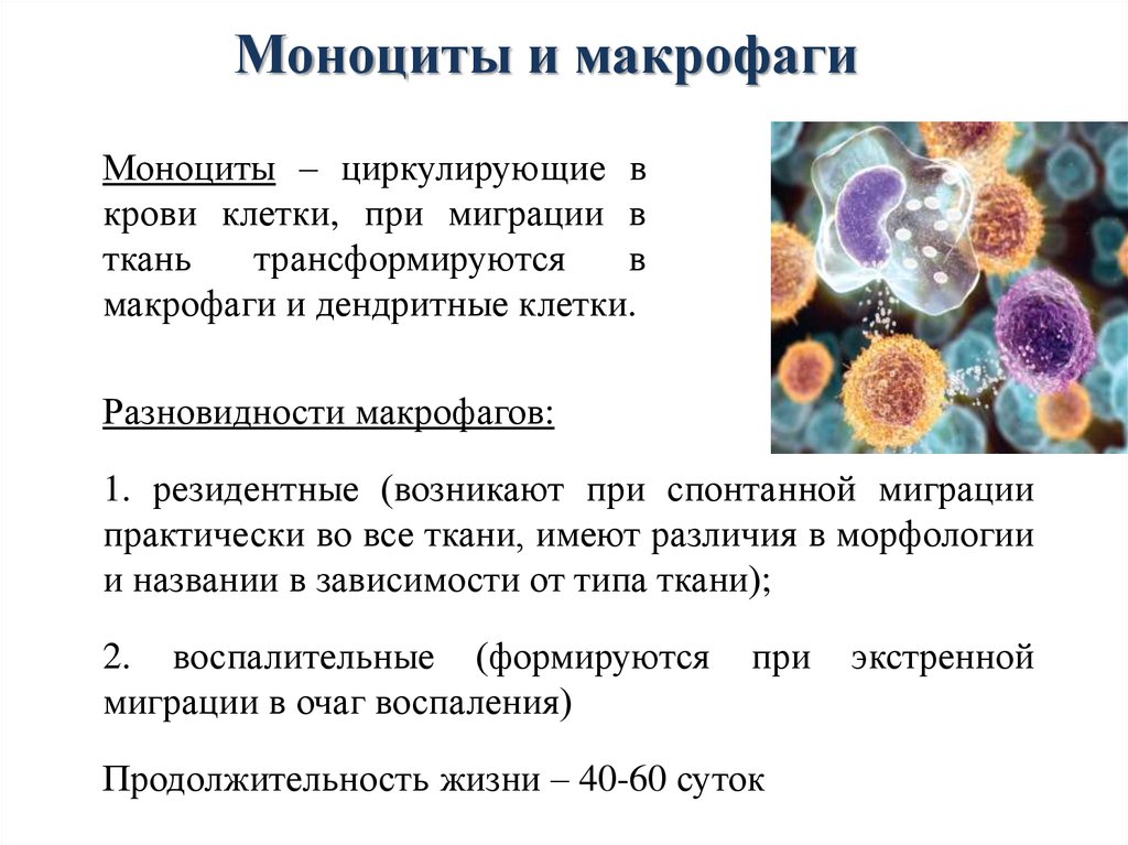 Моноцитов в крови 1. Характерное строение моноцитов. Моноциты и макрофаги строение. Строение моноцита гистология. Функции моноцитов макрофагов.