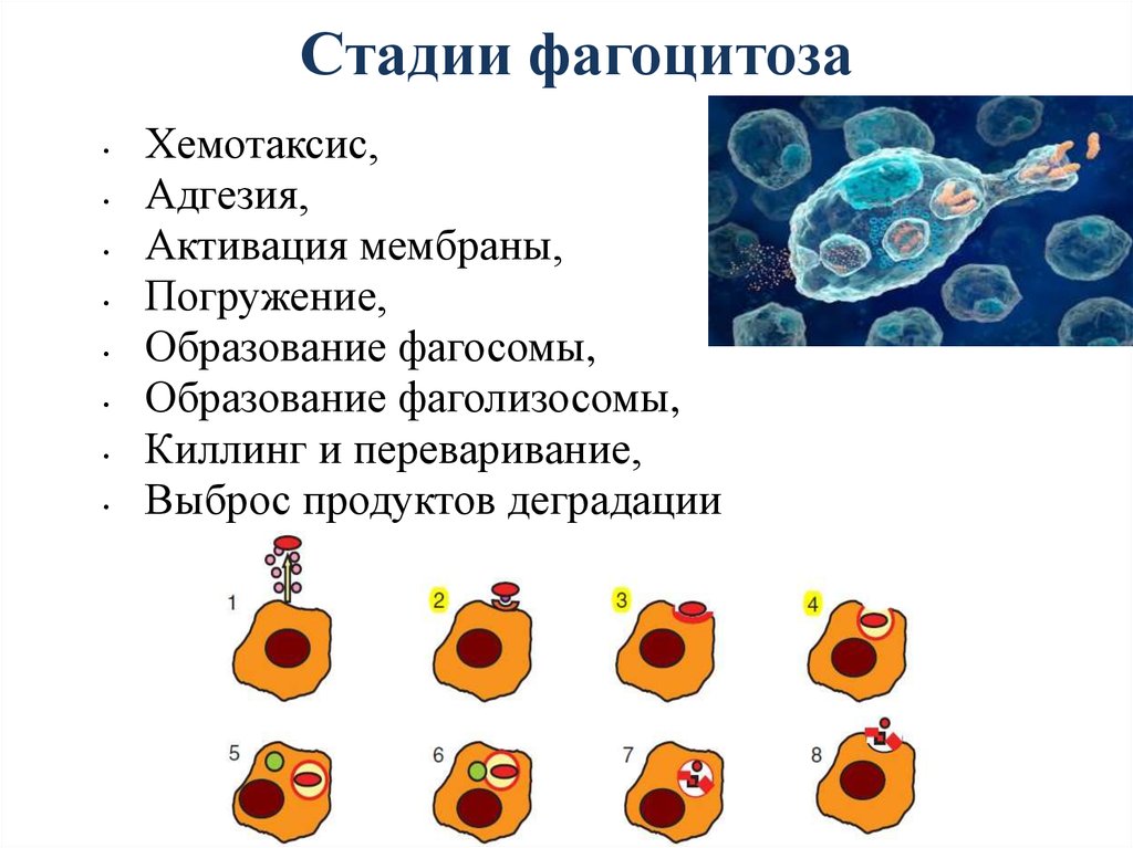 Стадии фагоцитоза схема