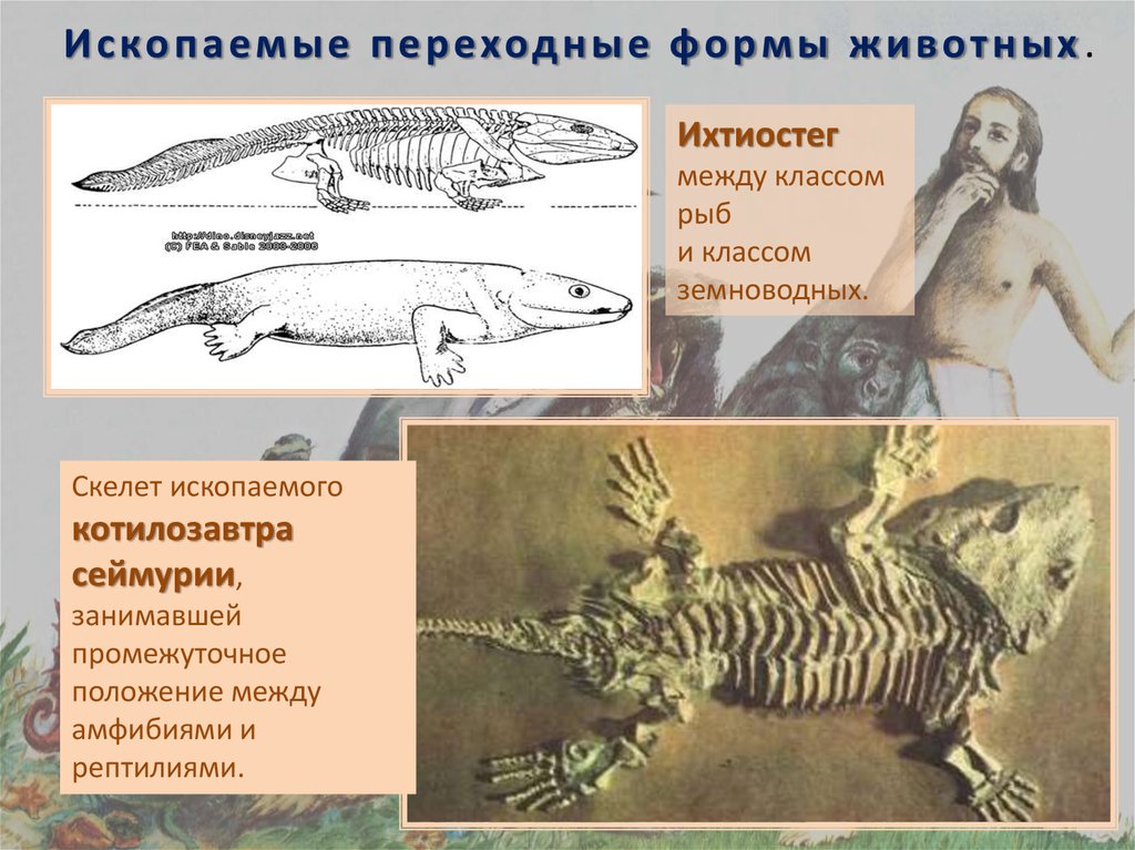 Ископаемые формы. ИХТИОСТЕГ переходные формы. Переходная форма эволюции. Ископаемые переходные формы. Переходные формы животных.