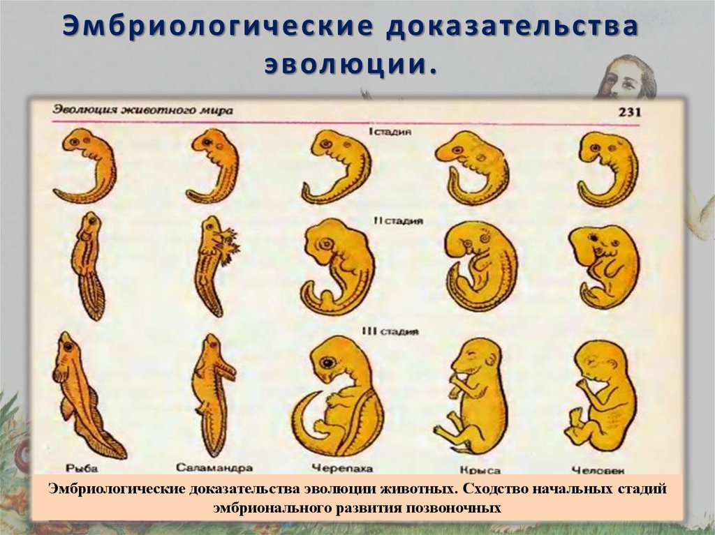 Выберите доказательство эволюции. Эмбриология доказательства эволюции. Эмбриологические свидетельства эволюции. Эмбриональные доказательства эволюции. Эмбриологические доказательства сходства зародышей.